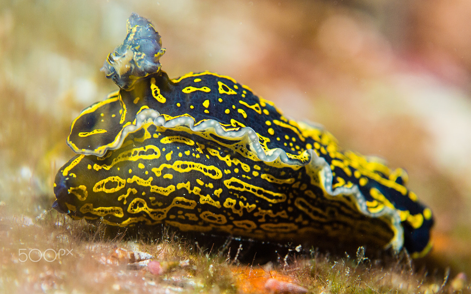 Olympus PEN E-PM1 + Sigma 60mm F2.8 DN Art sample photo. Mating hypselodoris picta photography