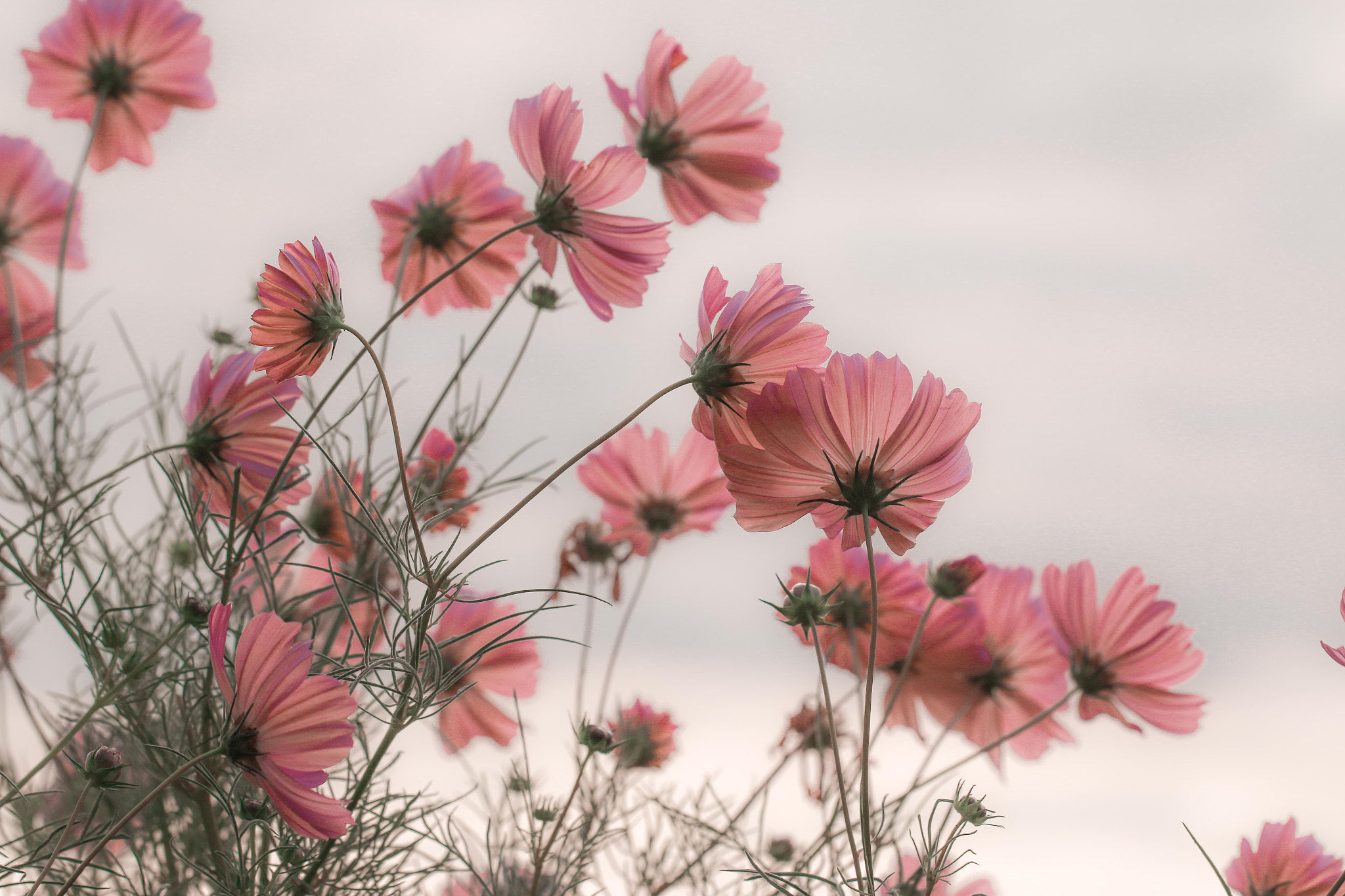 Canon EOS 70D + Canon EF 100mm F2.8L Macro IS USM sample photo. Cosmos photography