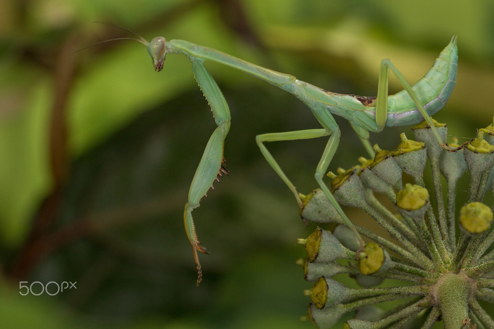 Canon EOS 70D + Canon EF 100mm F2.8L Macro IS USM sample photo. Mantis photography