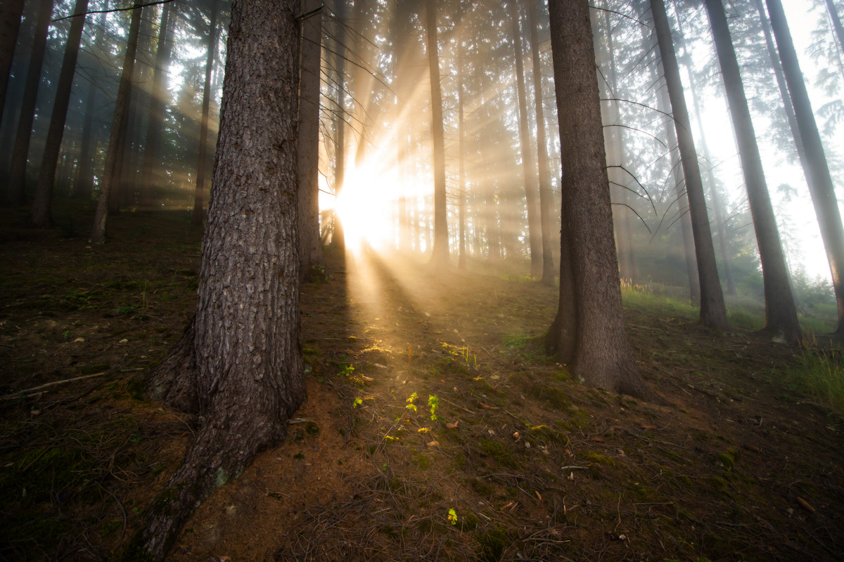 Canon EOS 50D sample photo. Dawn photography