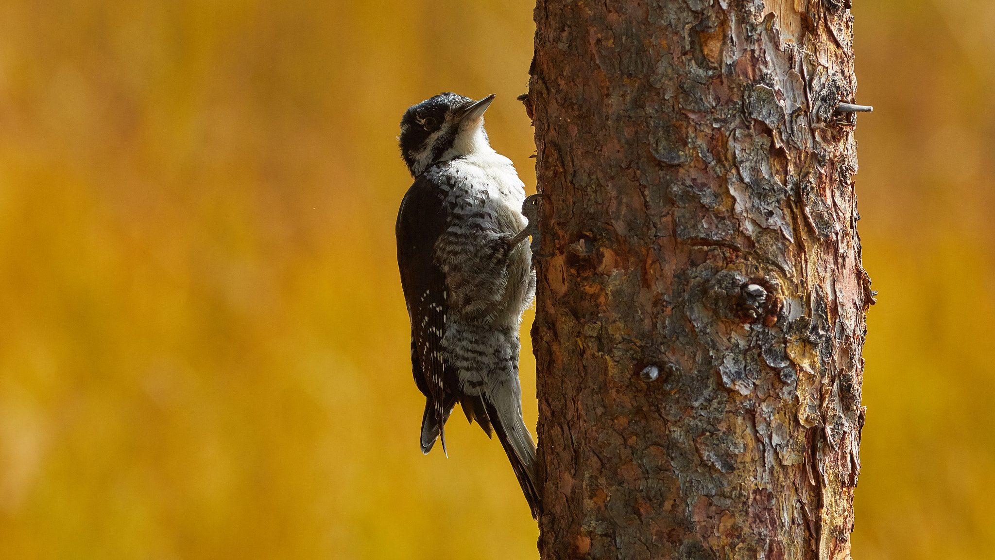 Canon EOS 7D Mark II + Canon EF 300mm F4L IS USM sample photo. Woodpecker photography