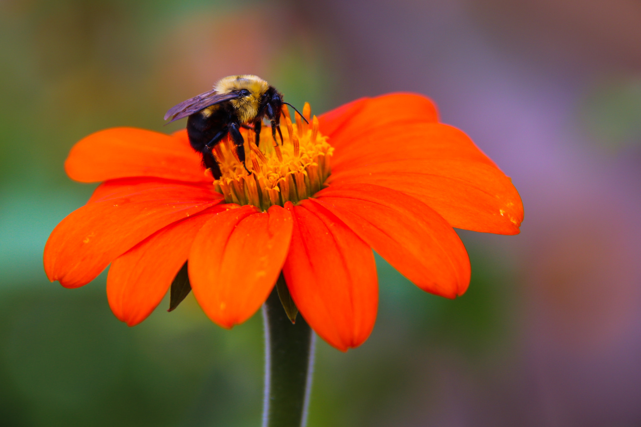 Canon 28-300mm sample photo. B photography
