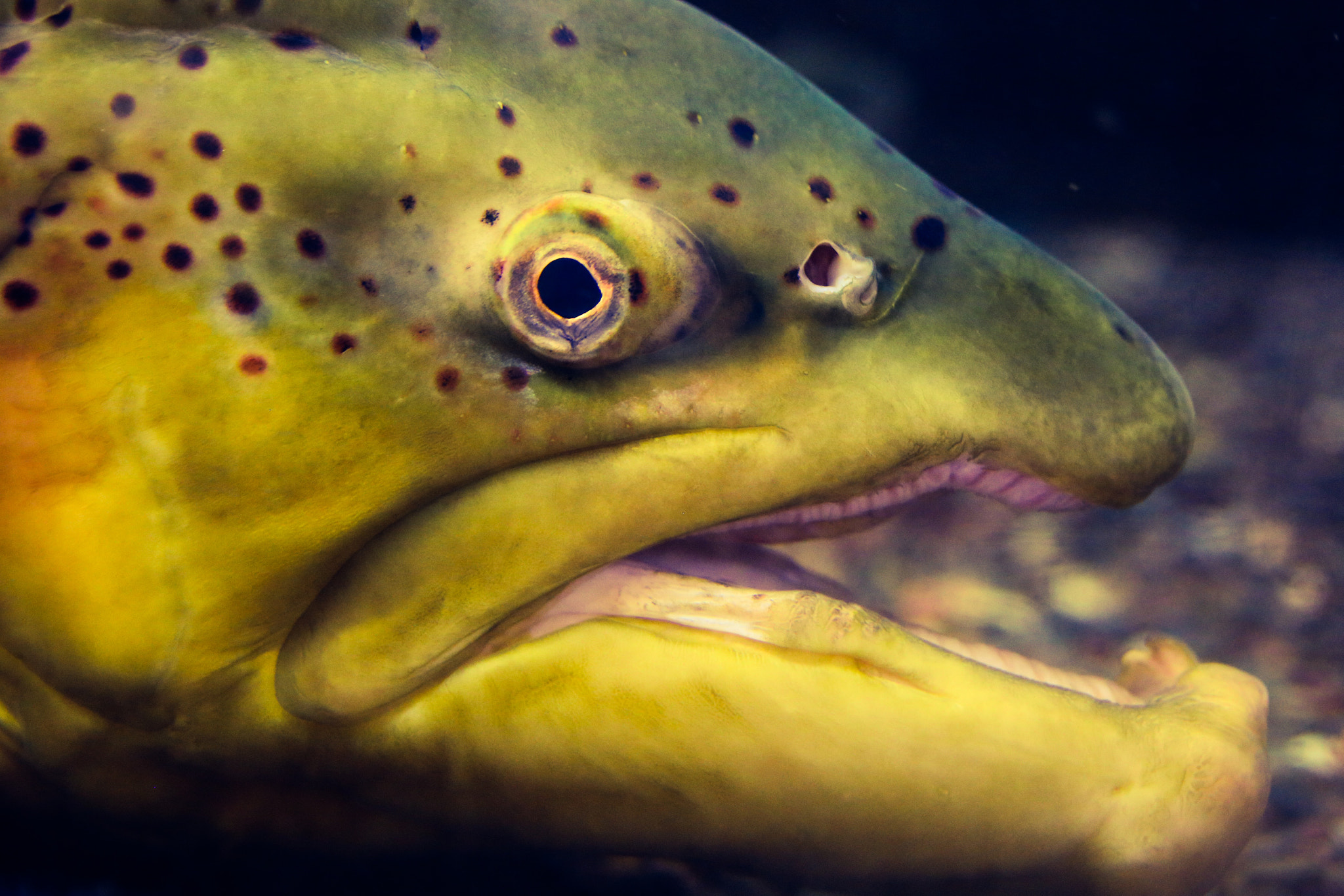 Canon 28-300mm sample photo. Fishery photography