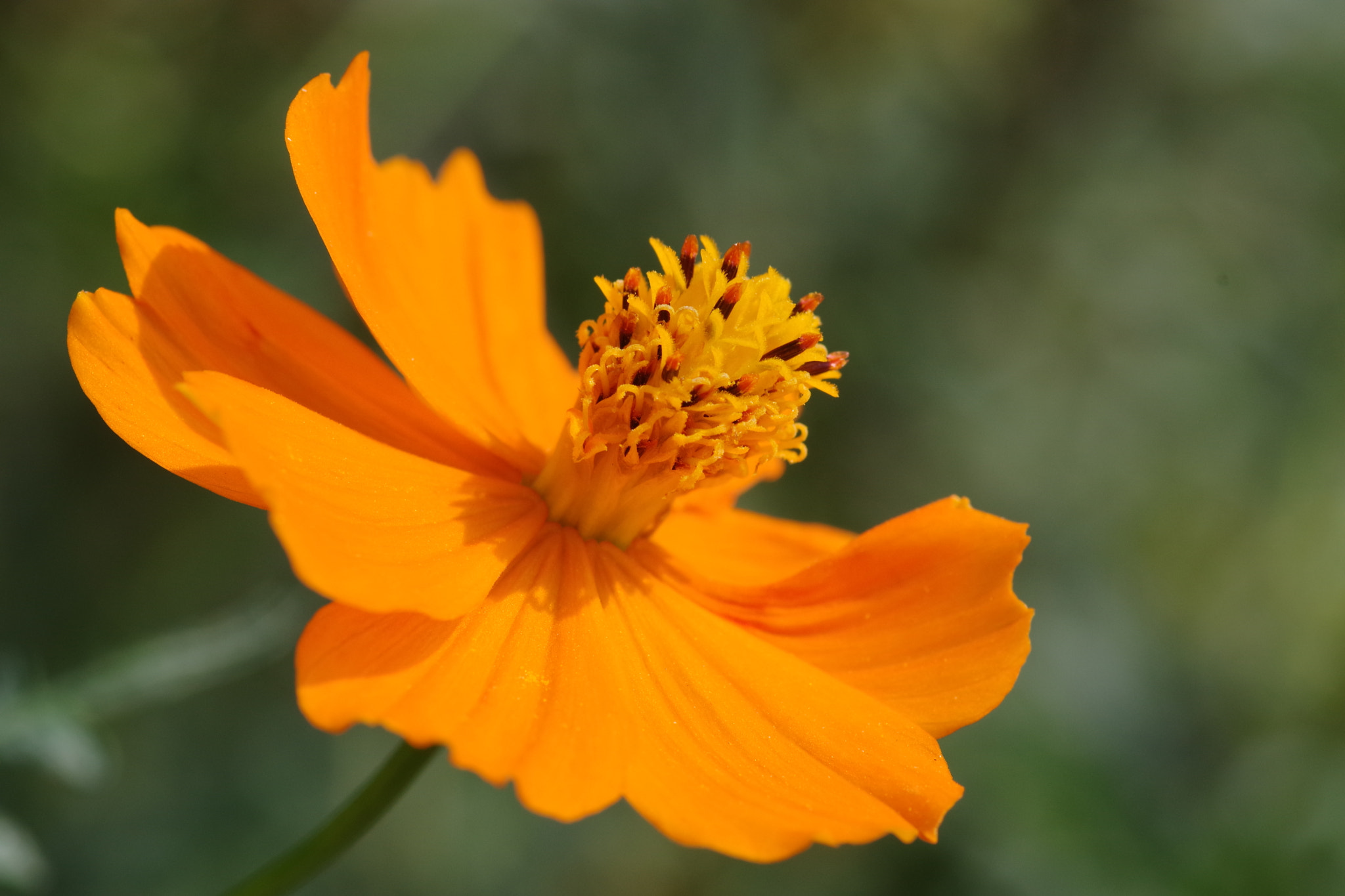 Pentax K-70 + Pentax smc D-FA 100mm F2.8 Macro WR sample photo. Cosmos sulphureus (キバナコスモス) photography