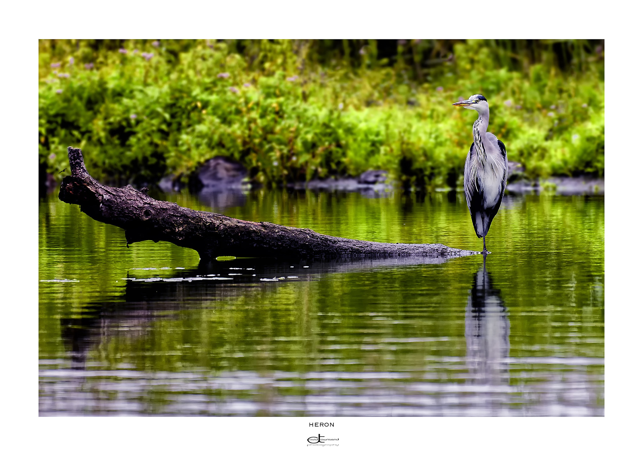Canon EF 70-200mm F2.8L IS II USM sample photo. Heron photography