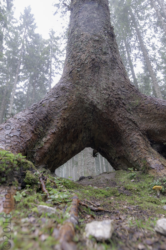 Tamron SP 15-30mm F2.8 Di VC USD sample photo. Enchanted forest photography