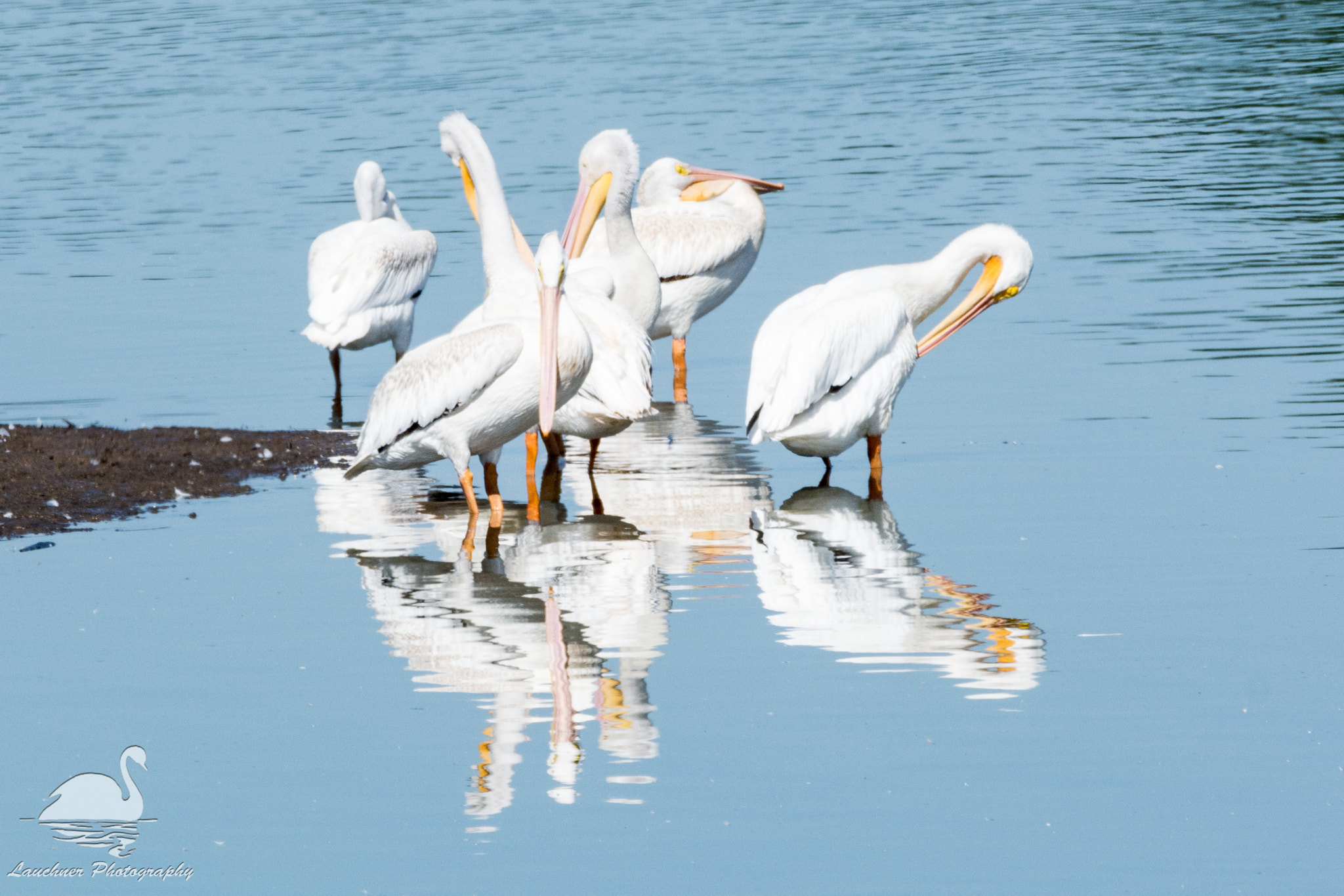Sigma 150-600mm F5-6.3 DG OS HSM | C sample photo. A small pod of pelicans photography