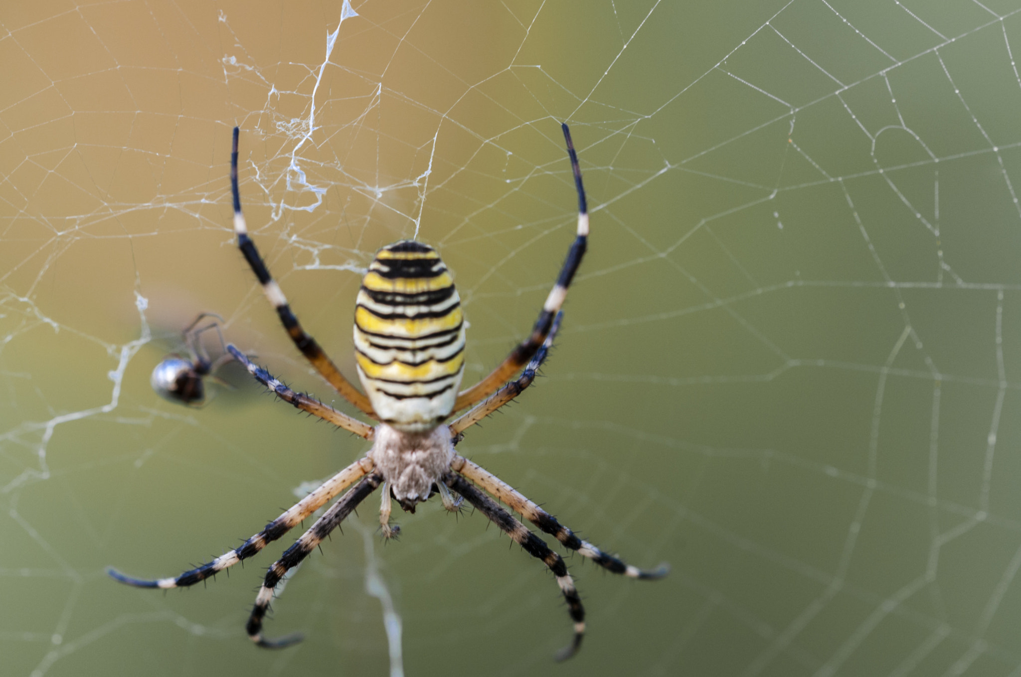 Sigma APO Macro 180mm F3.5 EX DG HSM sample photo. Araña tigre photography