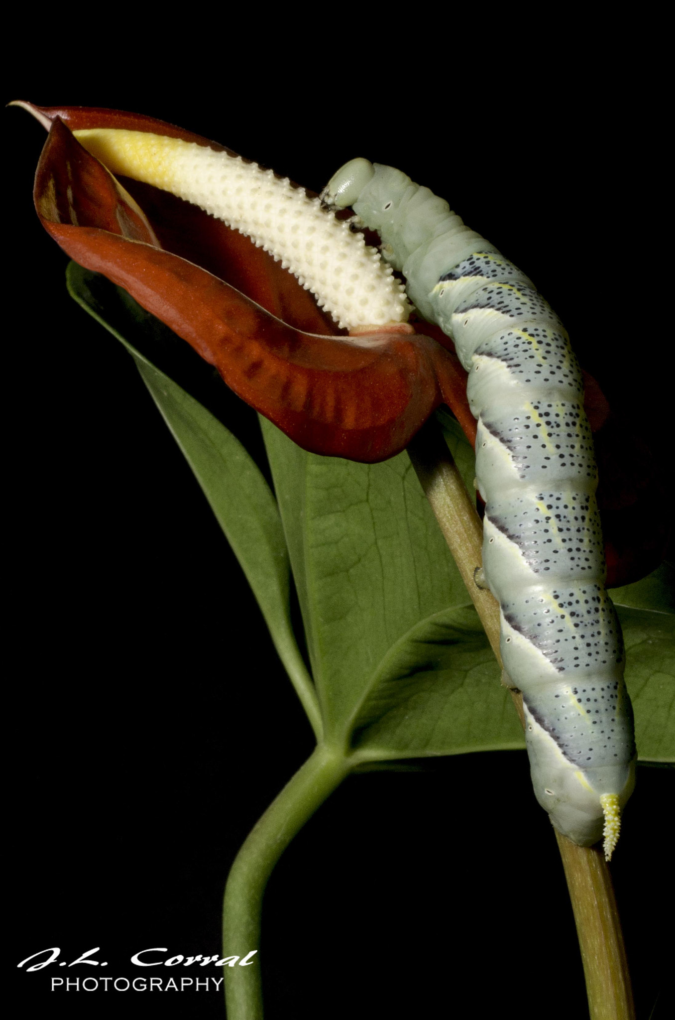 Nikon D7000 sample photo. Oruga (caterpillar) photography