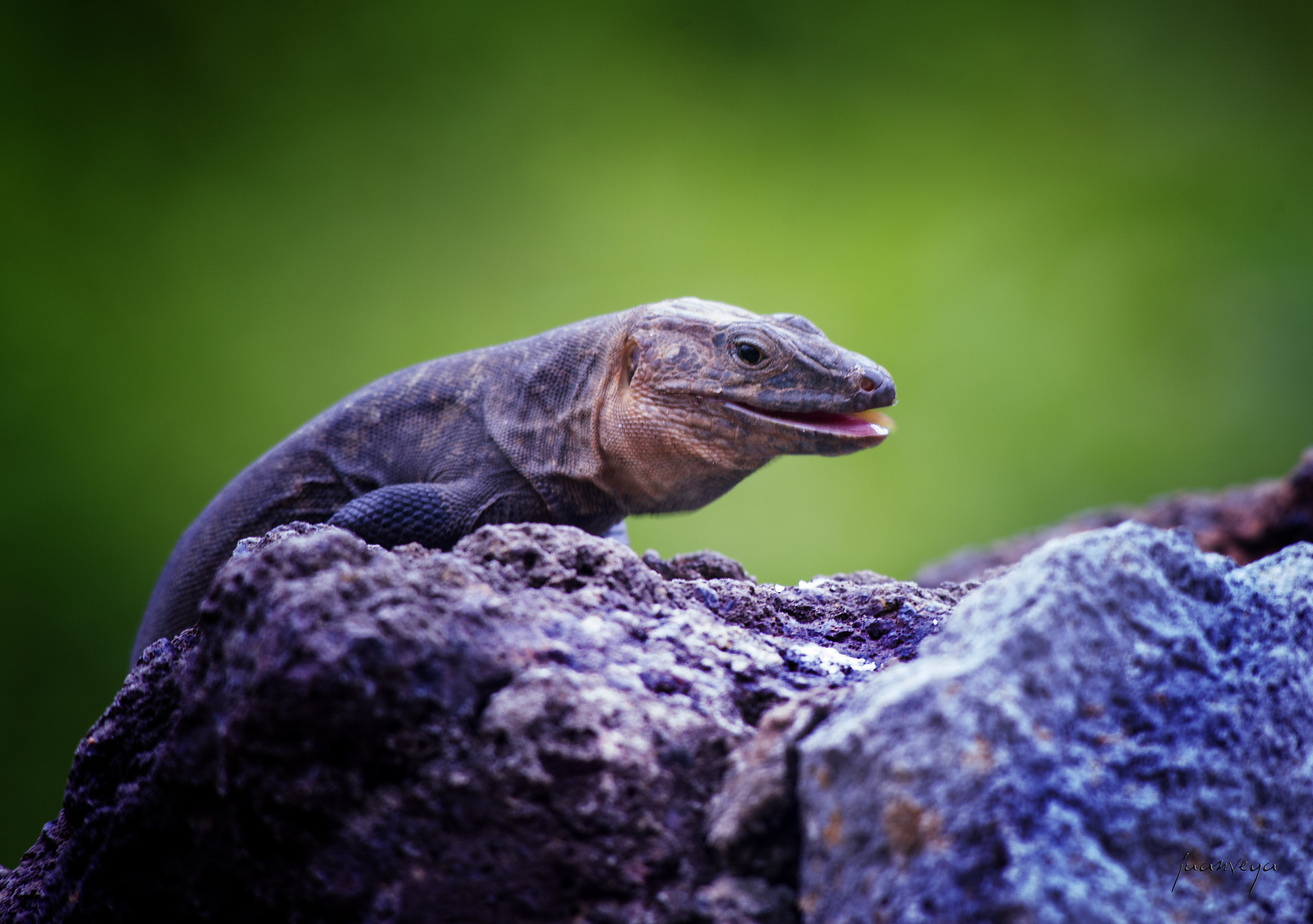 Sony 75-300mm F4.5-5.6 sample photo. Lagarto canario(gallotia stehlini) photography