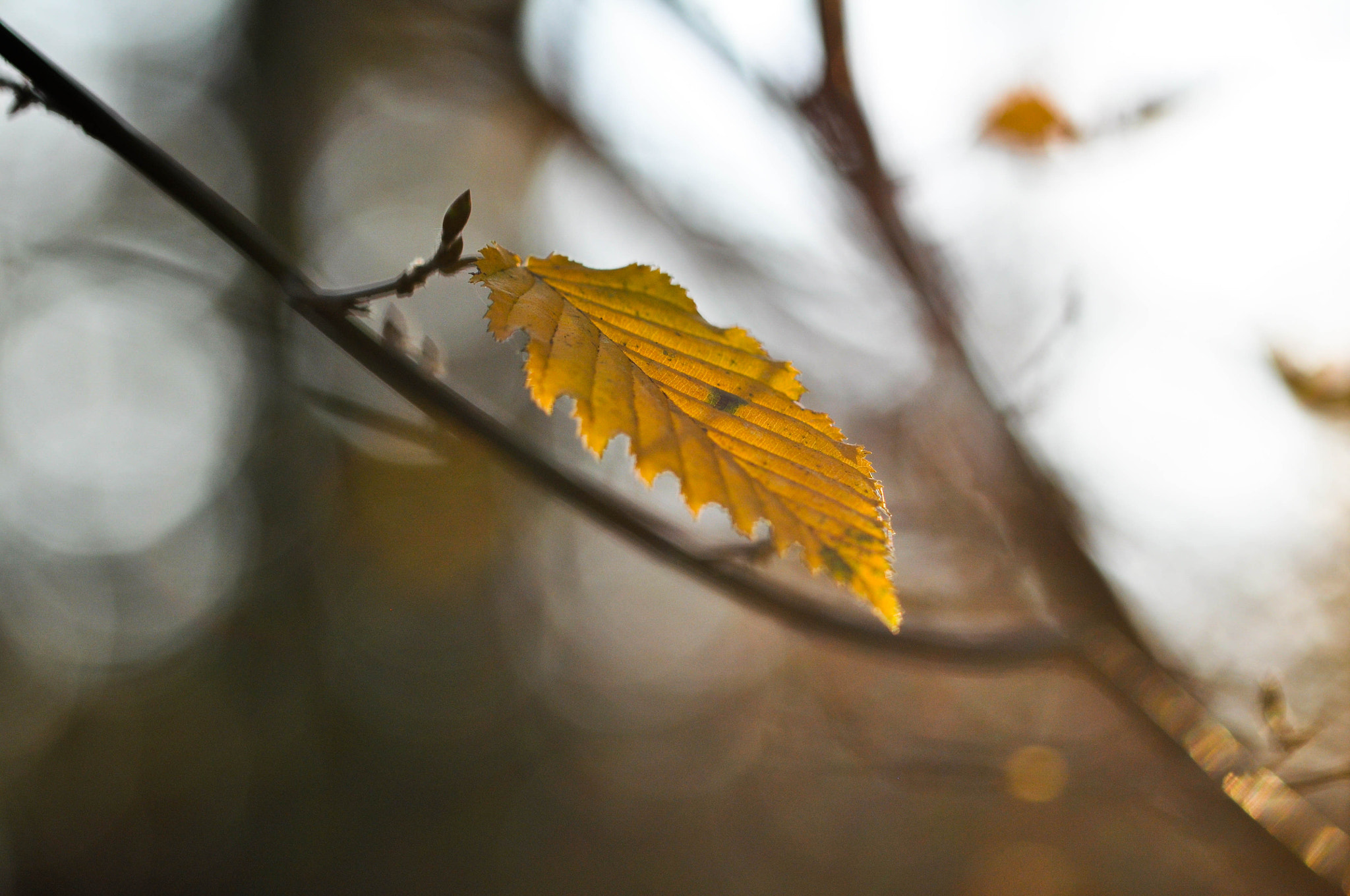 Nikon D5000 sample photo. Tree photography