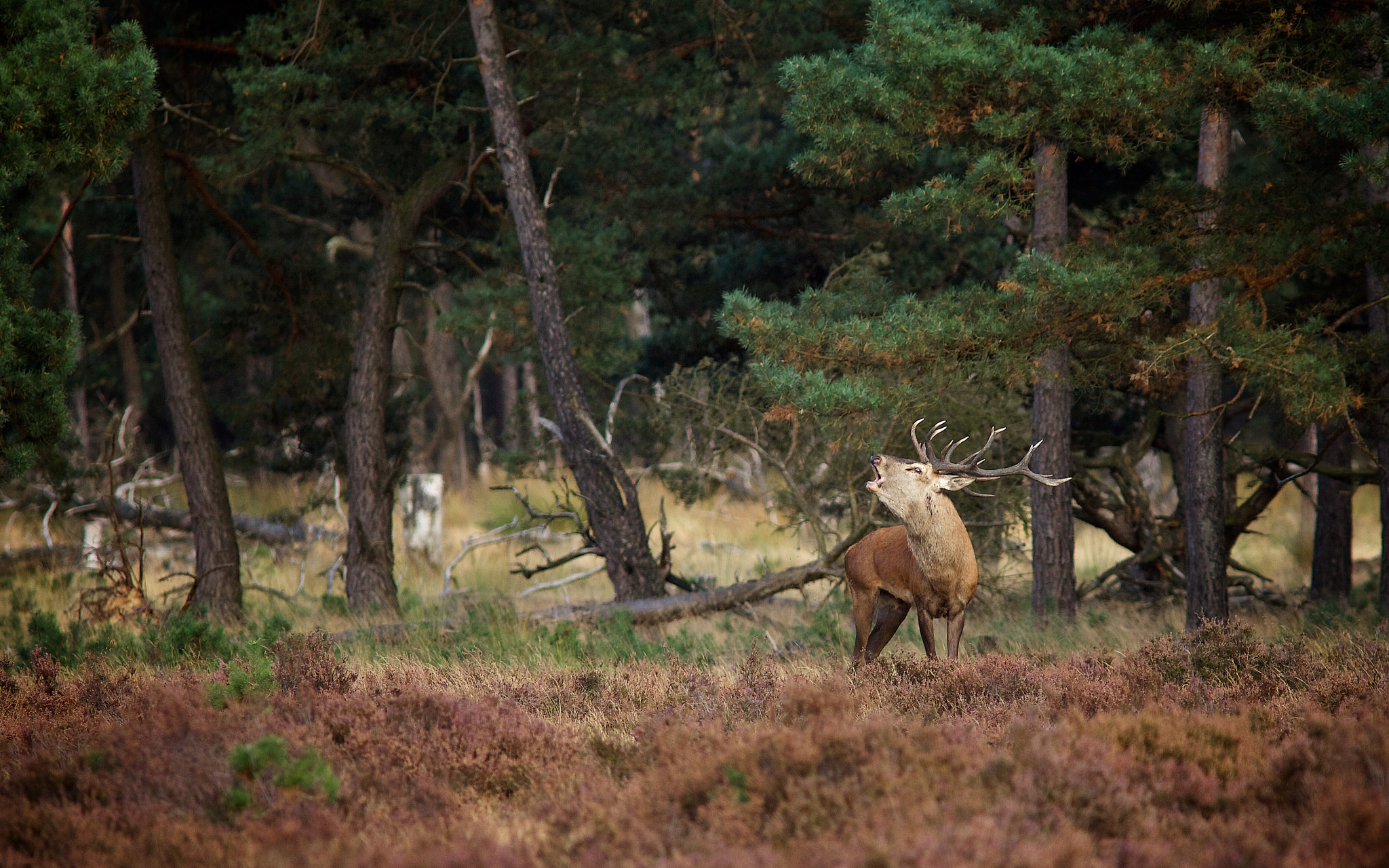 Canon EF 300mm F4L IS USM sample photo. Deer photography