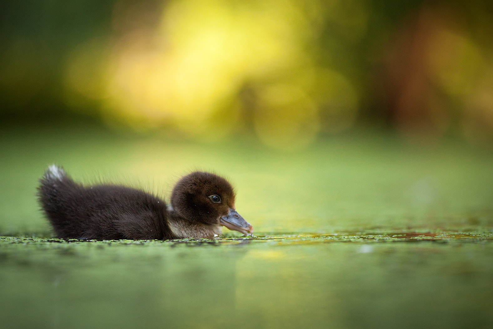 Sigma APO Macro 150mm f/2.8 EX DG HSM sample photo. Duck photography
