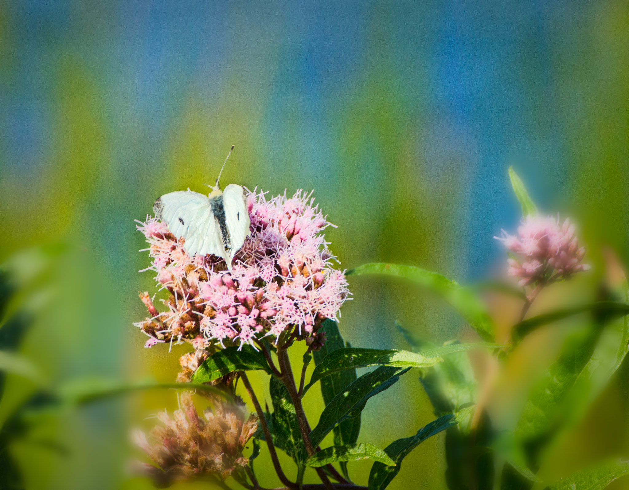 Canon EOS 650D (EOS Rebel T4i / EOS Kiss X6i) sample photo. A butterfly's lovely home photography