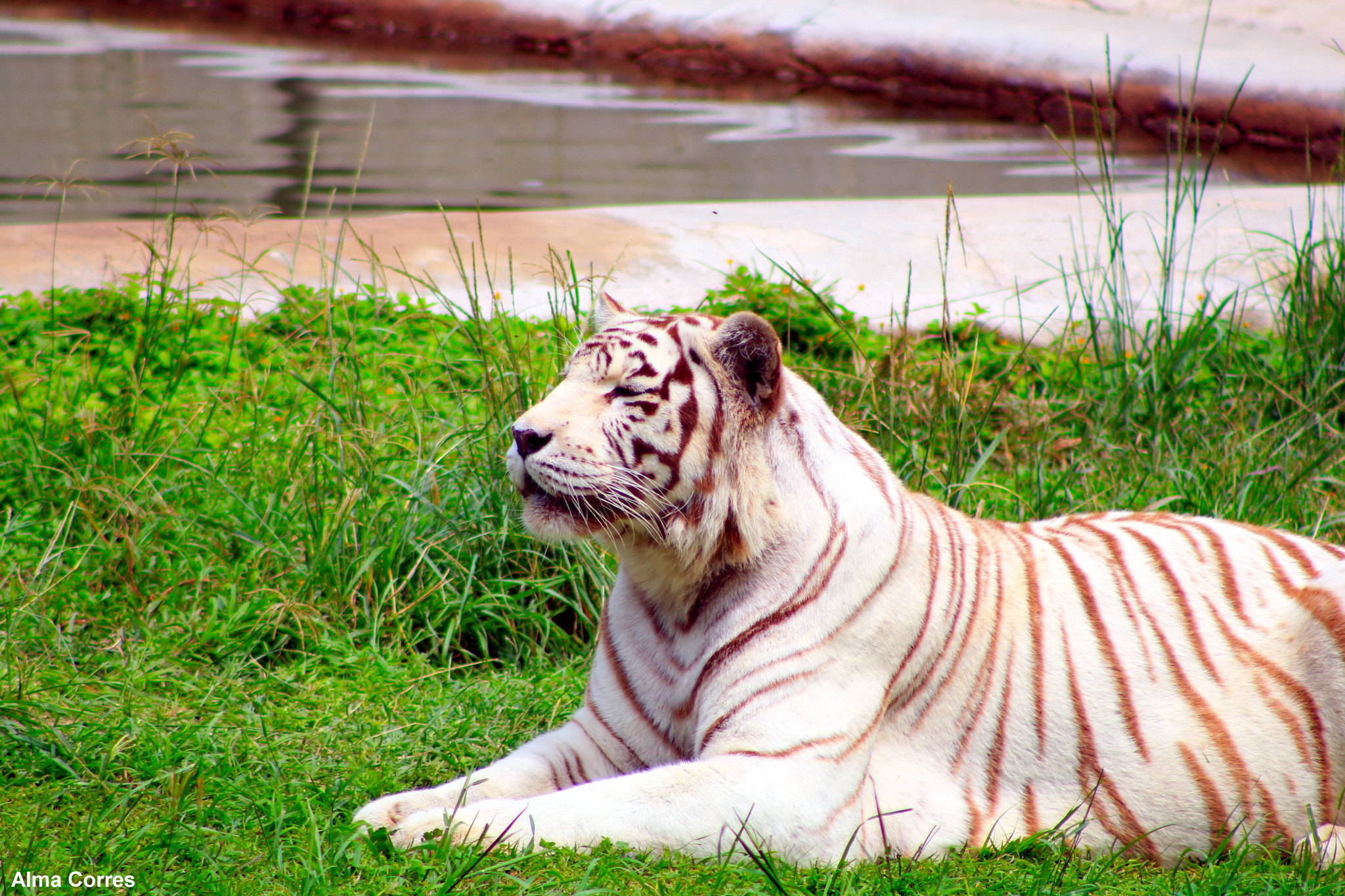 Canon EF 75-300mm f/4-5.6 USM sample photo. White bengal tiger photography
