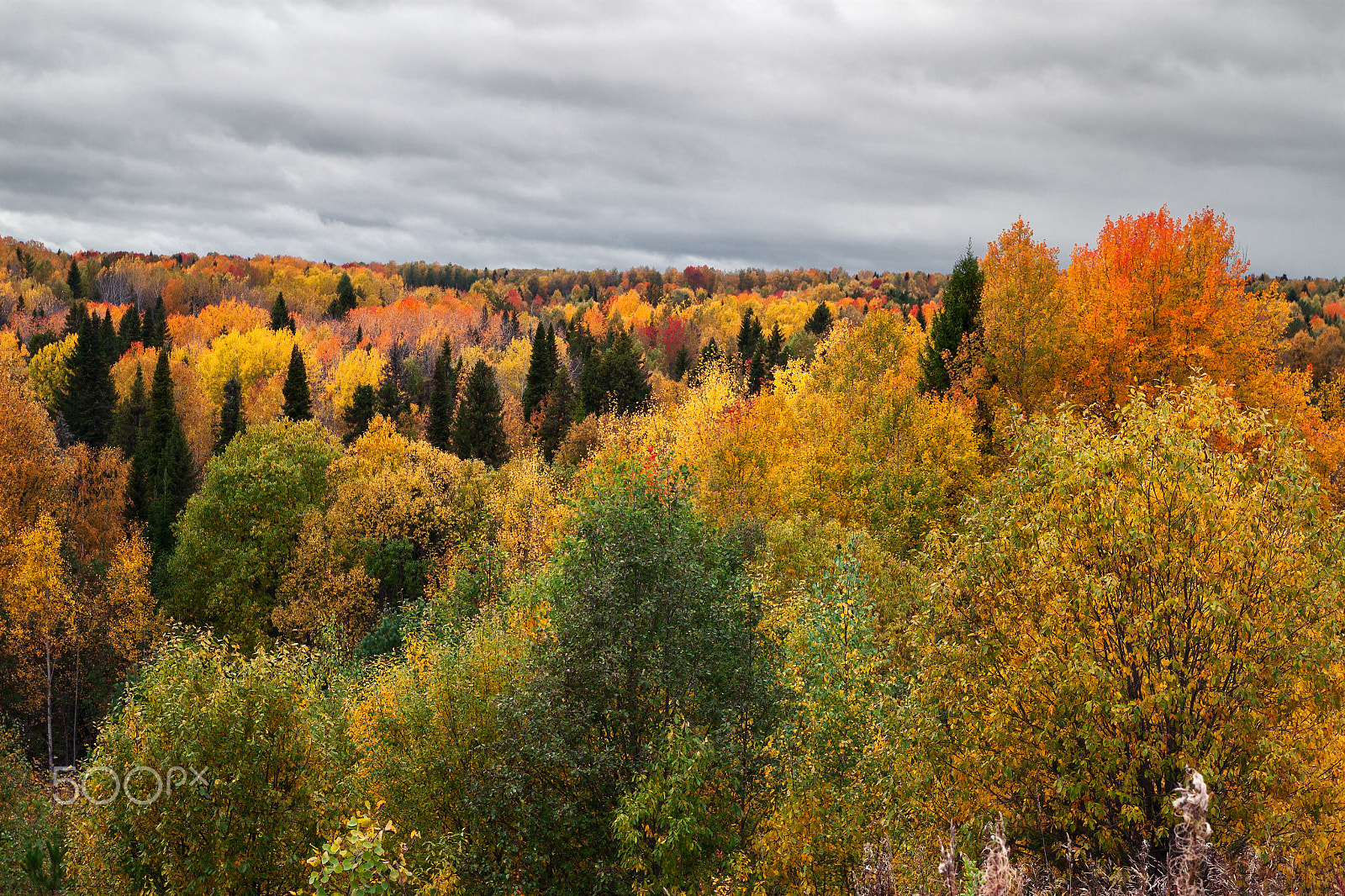 Canon EF-S 17-55mm F2.8 IS USM sample photo. Golden forest photography