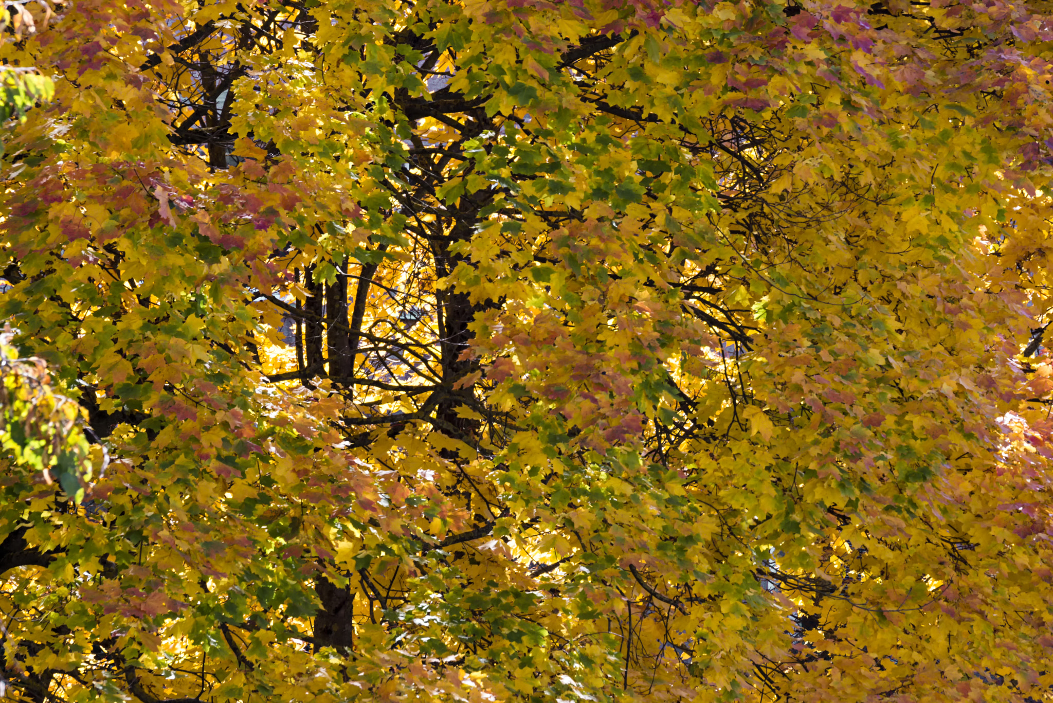 Nikon D610 sample photo. Autumn 4 photography