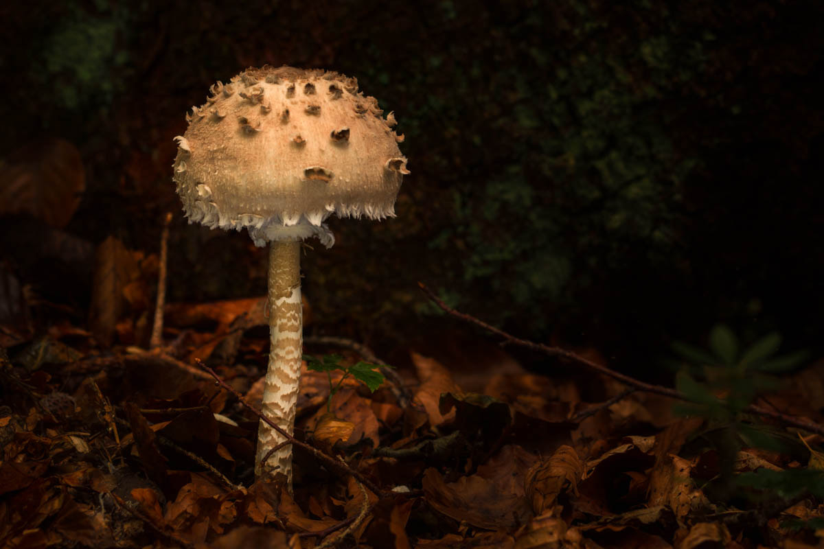 Canon EOS 70D + Canon EF 100mm F2.8L Macro IS USM sample photo. Mushroom photography