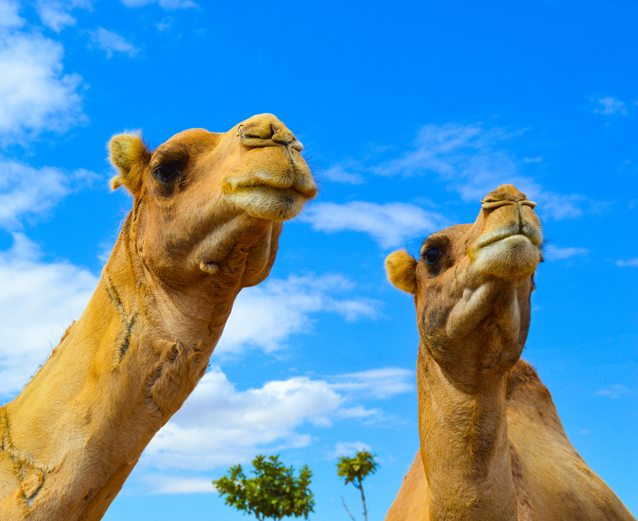 Camel Couple