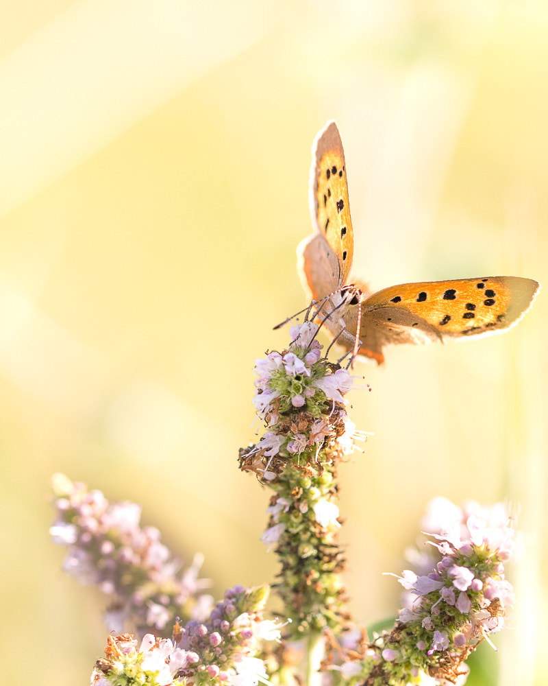 Canon EF 100mm F2.8L Macro IS USM sample photo. Cuivré breton photography