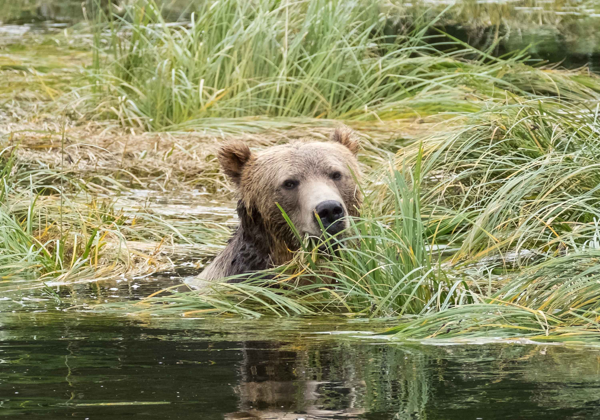 XF100-400mmF4.5-5.6 R LM OIS WR + 1.4x sample photo. Grizzly bear, knight's inlet photography