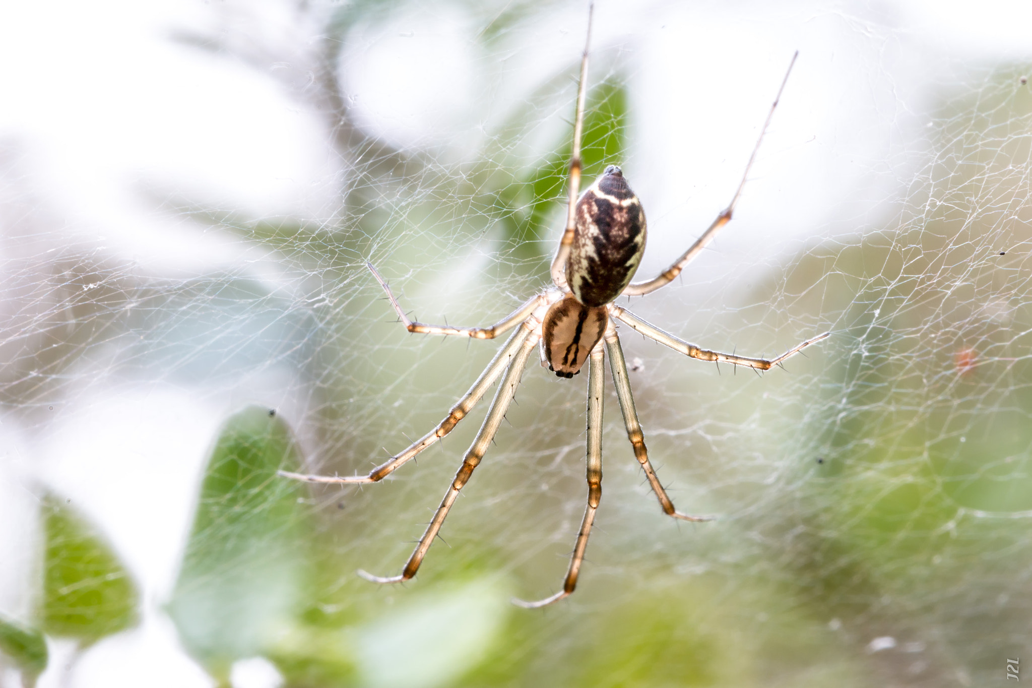 Canon EOS 70D + Canon EF 100mm F2.8L Macro IS USM sample photo. Animal - araignée - spider photography