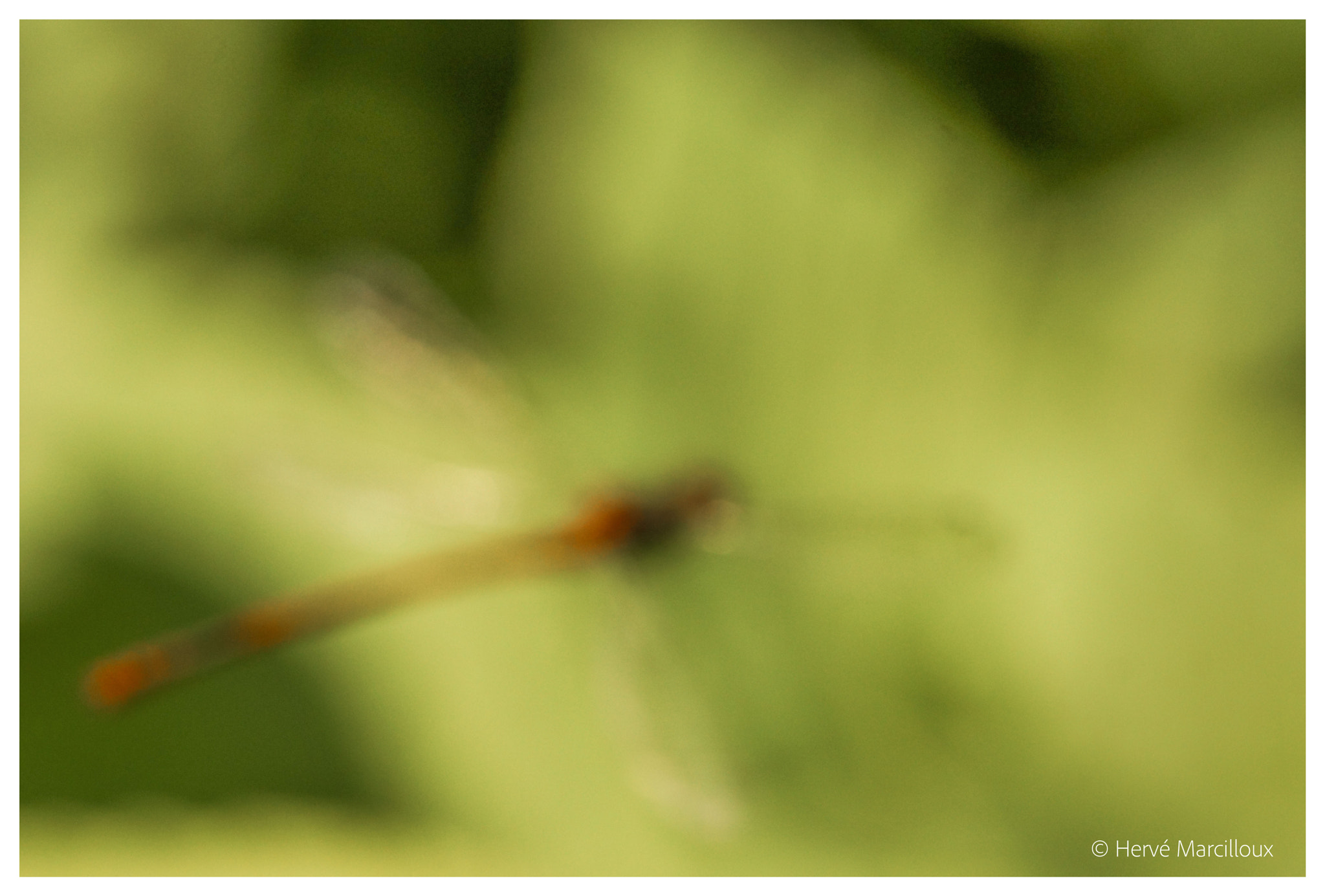 Sony SLT-A77 sample photo. Art of flying photography