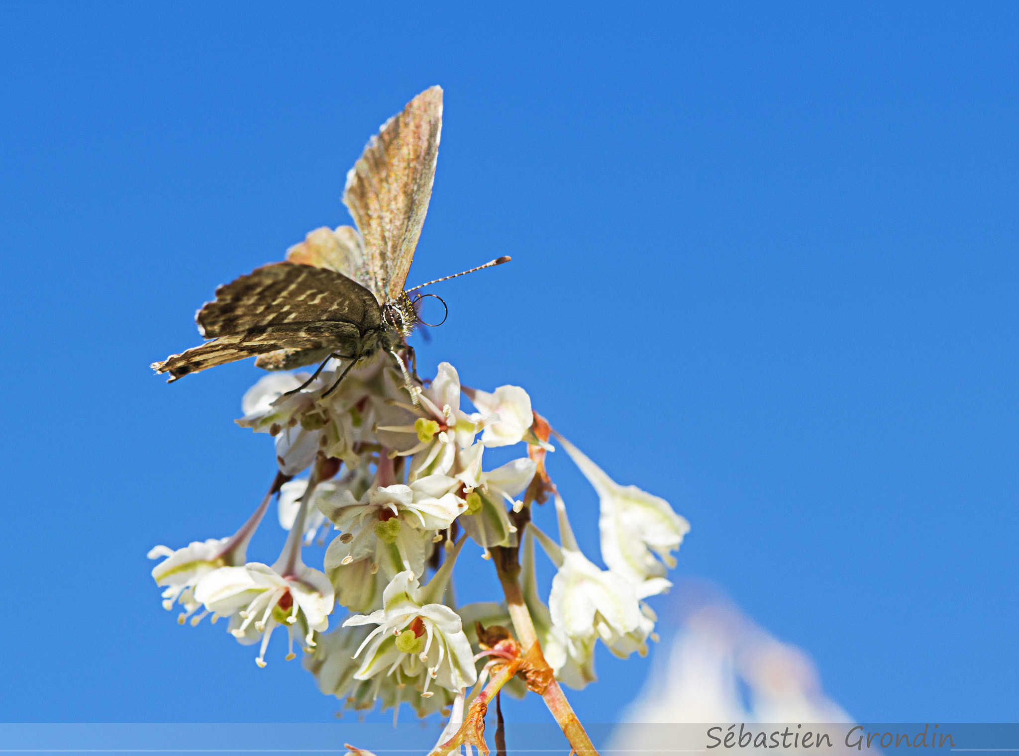 Nikon AF-S Micro-Nikkor 105mm F2.8G IF-ED VR sample photo. Brun des pelargoniums photography
