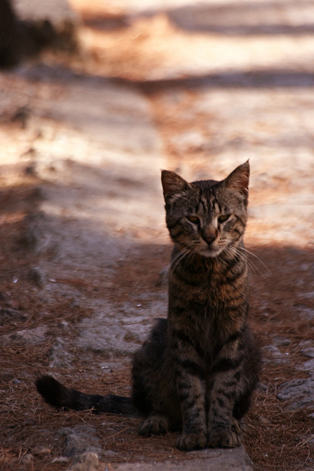 Canon EOS 400D (EOS Digital Rebel XTi / EOS Kiss Digital X) + Sigma 70-300mm F4-5.6 APO DG Macro sample photo. Adalar/İstanbul/2016_23 photography