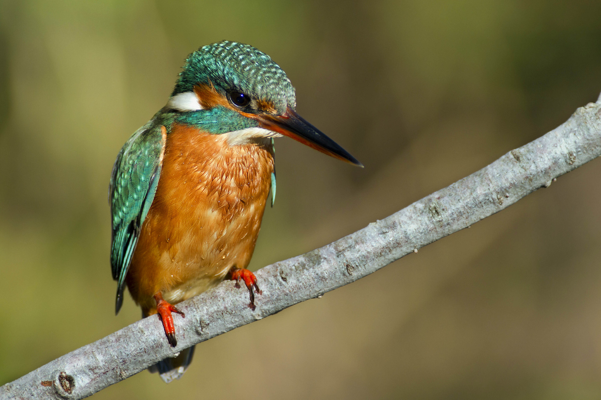 Canon EF 300mm f/2.8L + 2x sample photo. Kingfisher photography