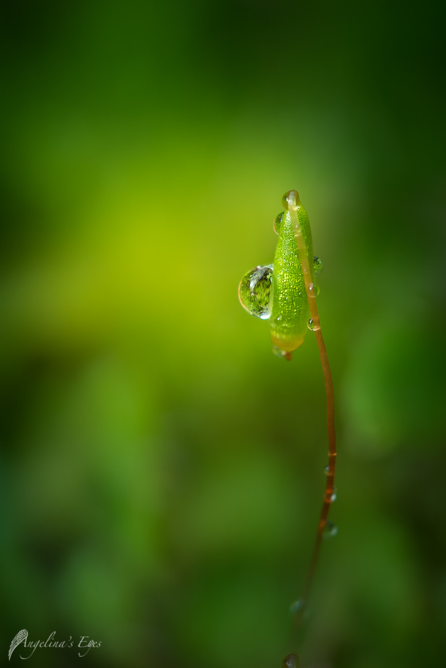 100mm F2.8 G SSM OSS sample photo. Heavy load photography