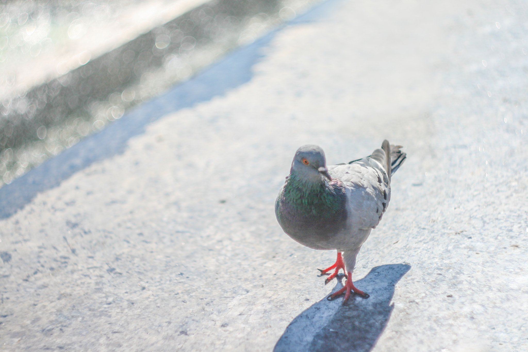 Canon EF 35-80mm f/4-5.6 sample photo. Pigeon on fountain photography