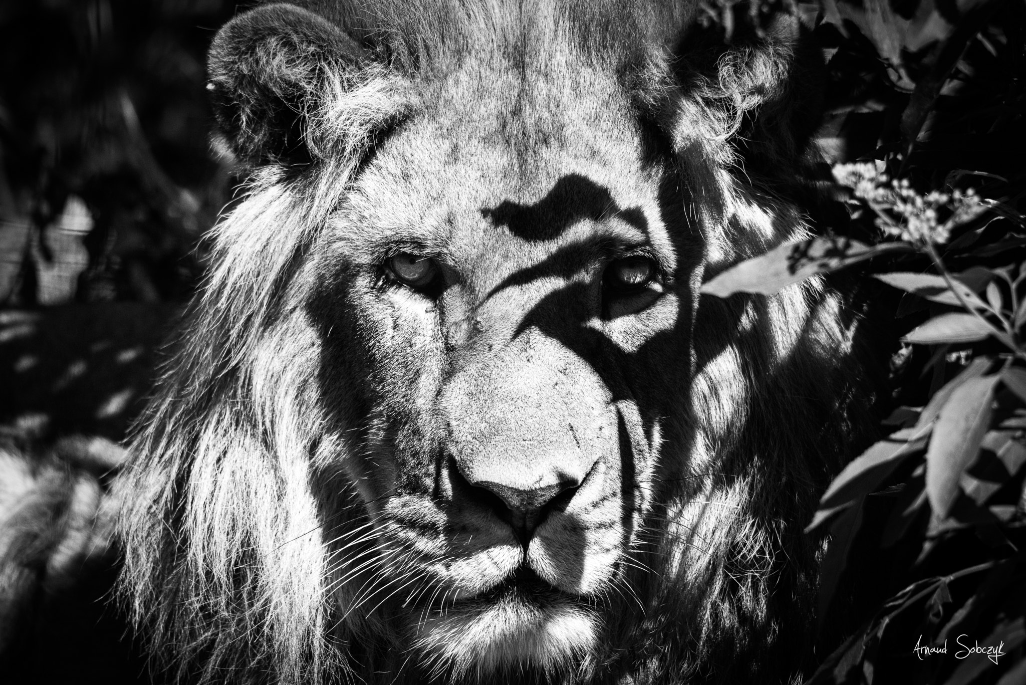Nikon D810 sample photo. The lion king #3 photography