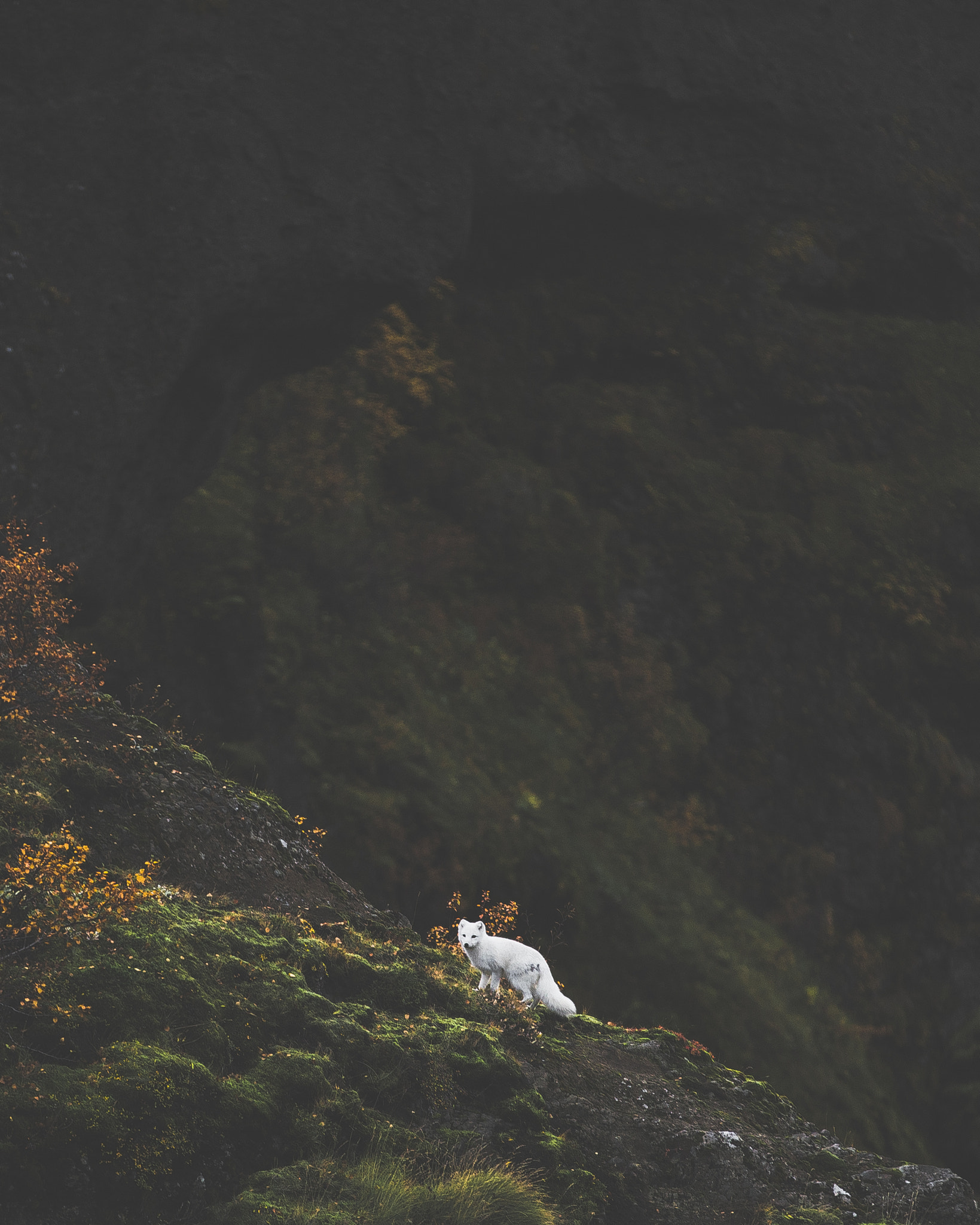 Canon EF 70-200mm F2.8L IS II USM sample photo. Standing out photography