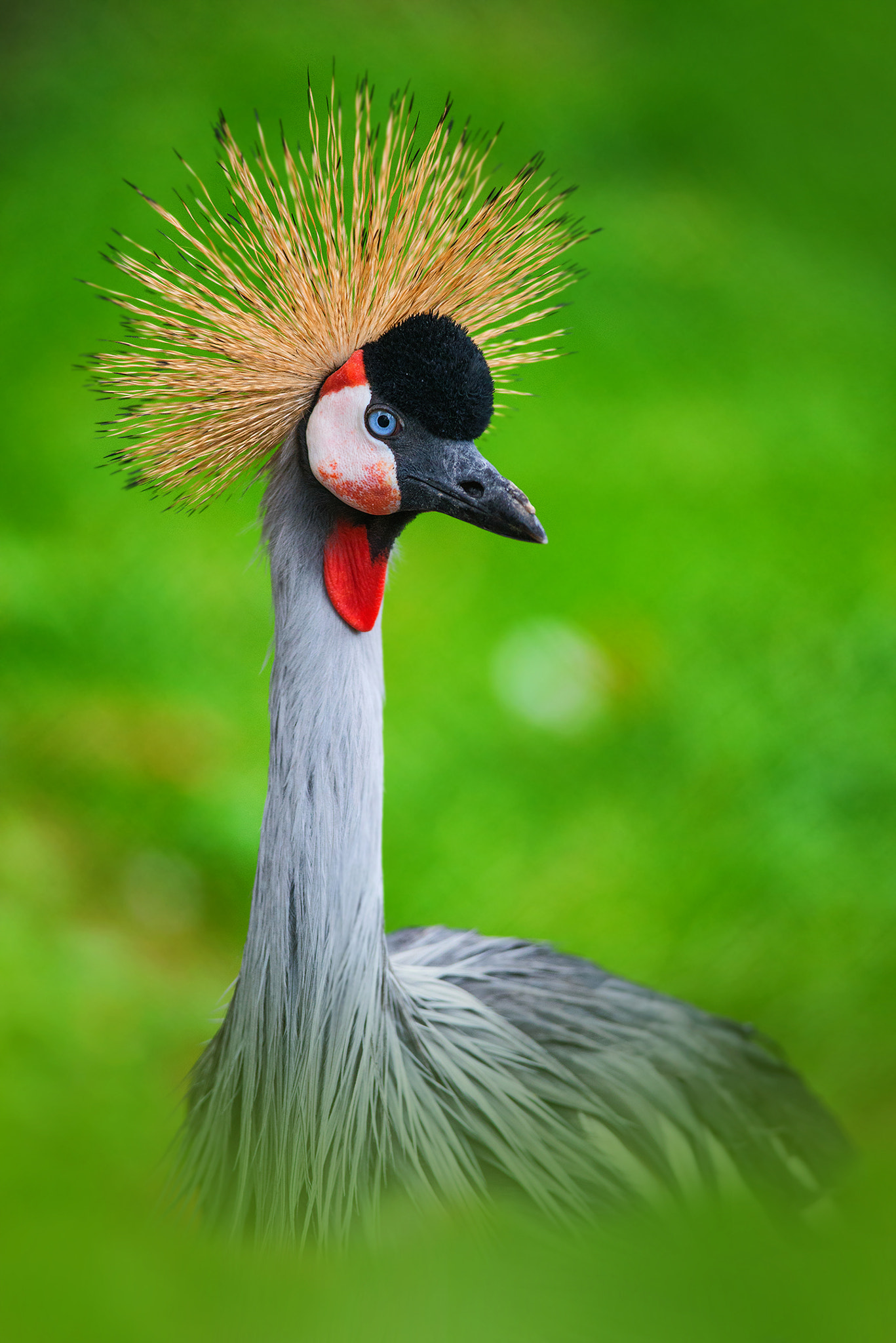 Nikon D610 + Nikon AF-S Nikkor 300mm F4D ED-IF sample photo. African crane | zoo pilsen photography