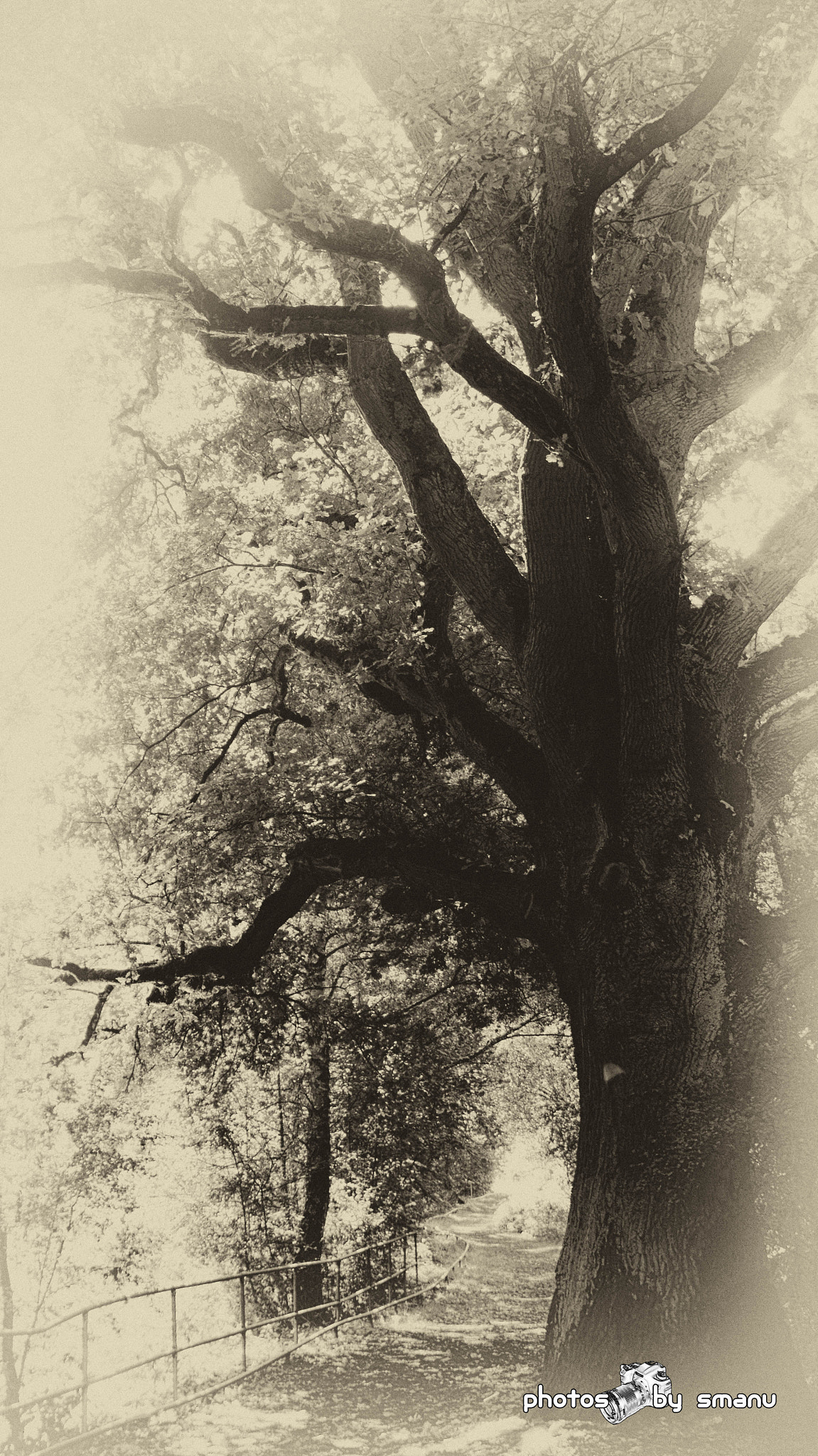 Sony SLT-A55 (SLT-A55V) sample photo. The lonely oak tree photography