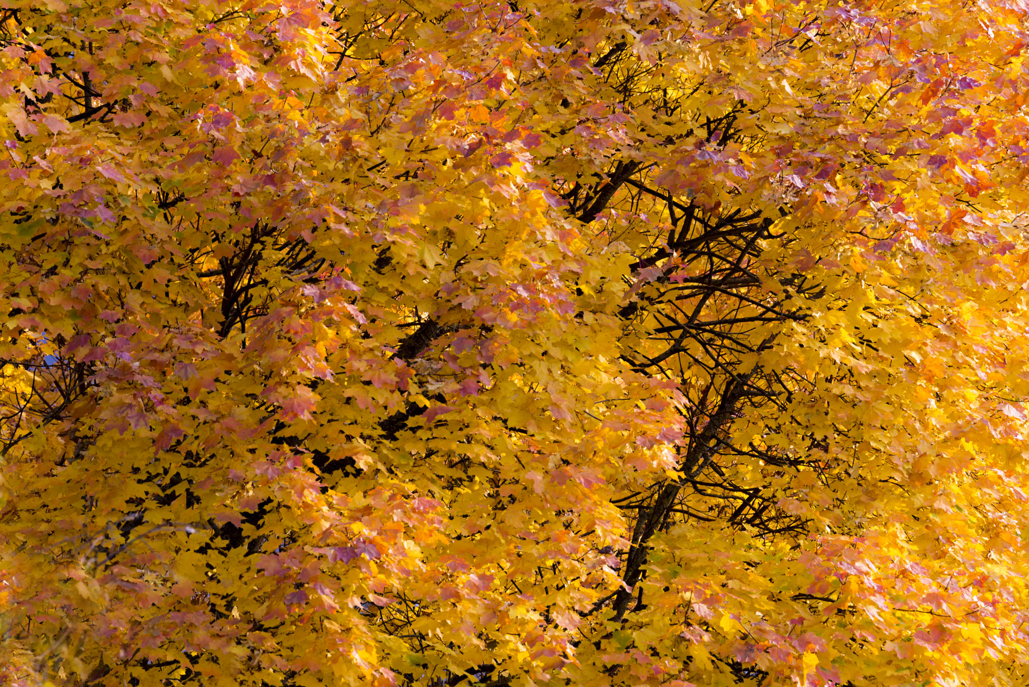 Nikon D610 sample photo. Autumn 5 photography