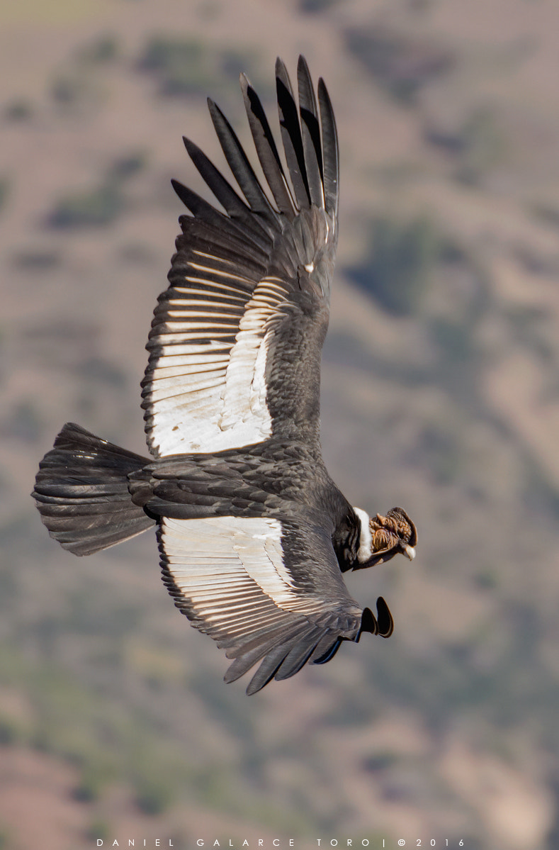 Nikon D7100 + Sigma 50-500mm F4.5-6.3 DG OS HSM sample photo. Andean condor photography