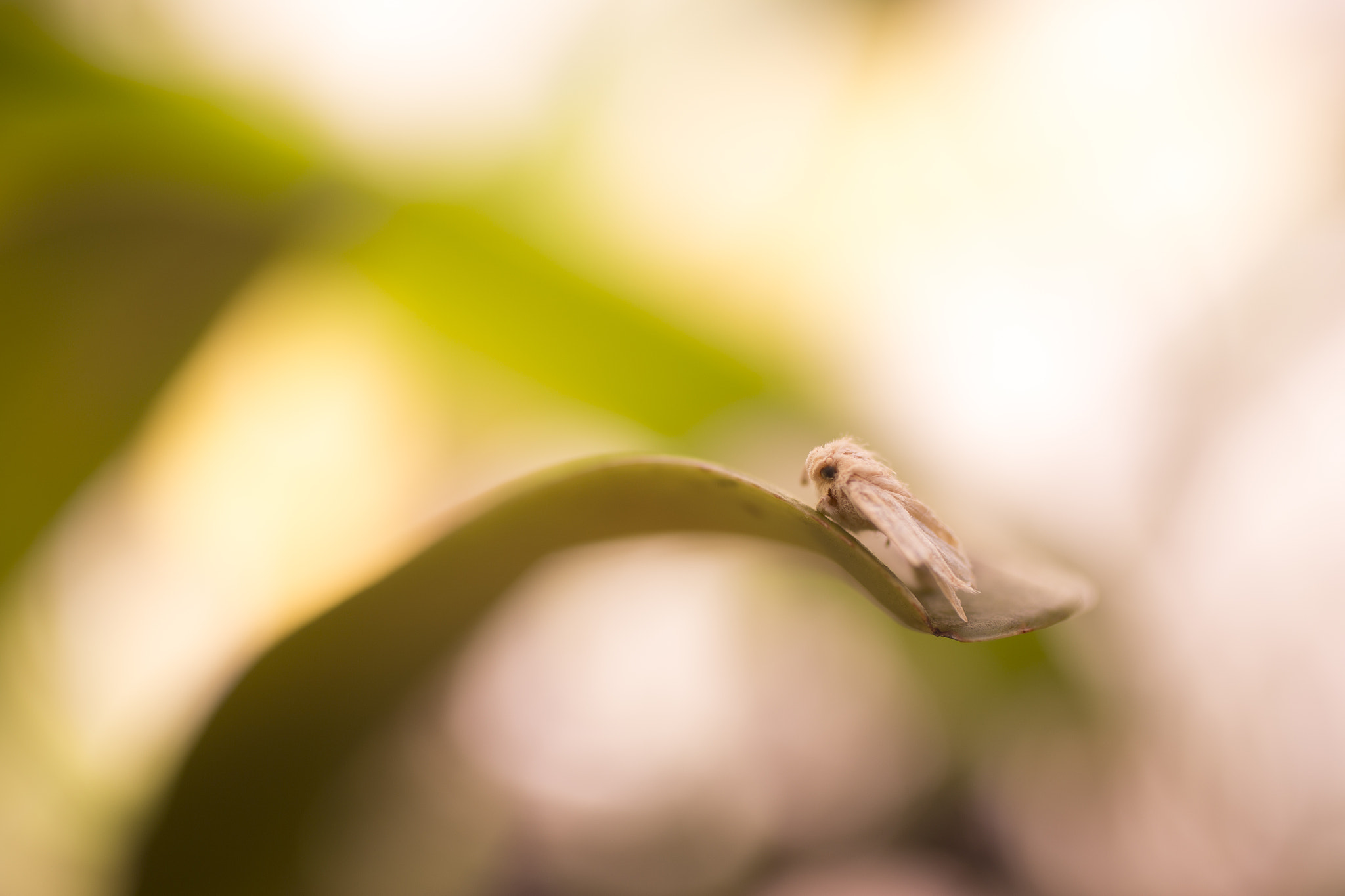 Canon EF 50mm F2.5 Macro sample photo. Abigail photography