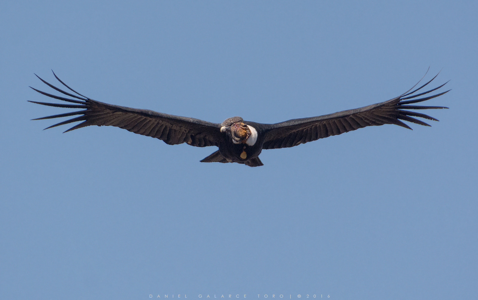 Sigma 50-500mm F4.5-6.3 DG OS HSM sample photo. Andean condor photography