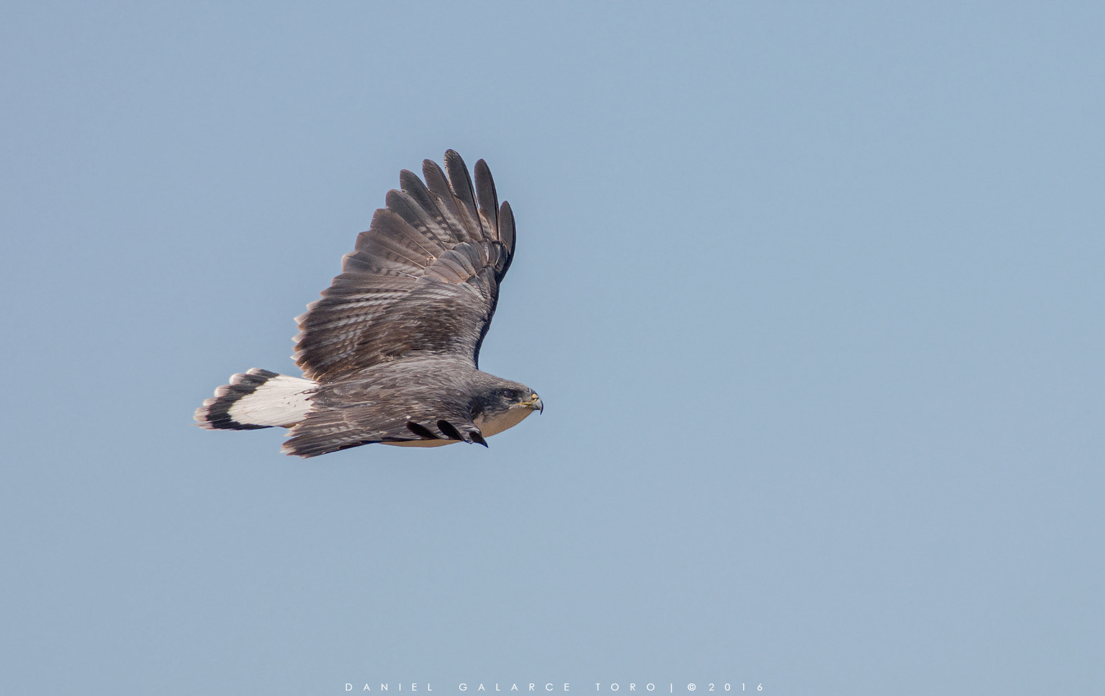 Sigma 50-500mm F4.5-6.3 DG OS HSM sample photo. Aguilucho - variable hawk photography