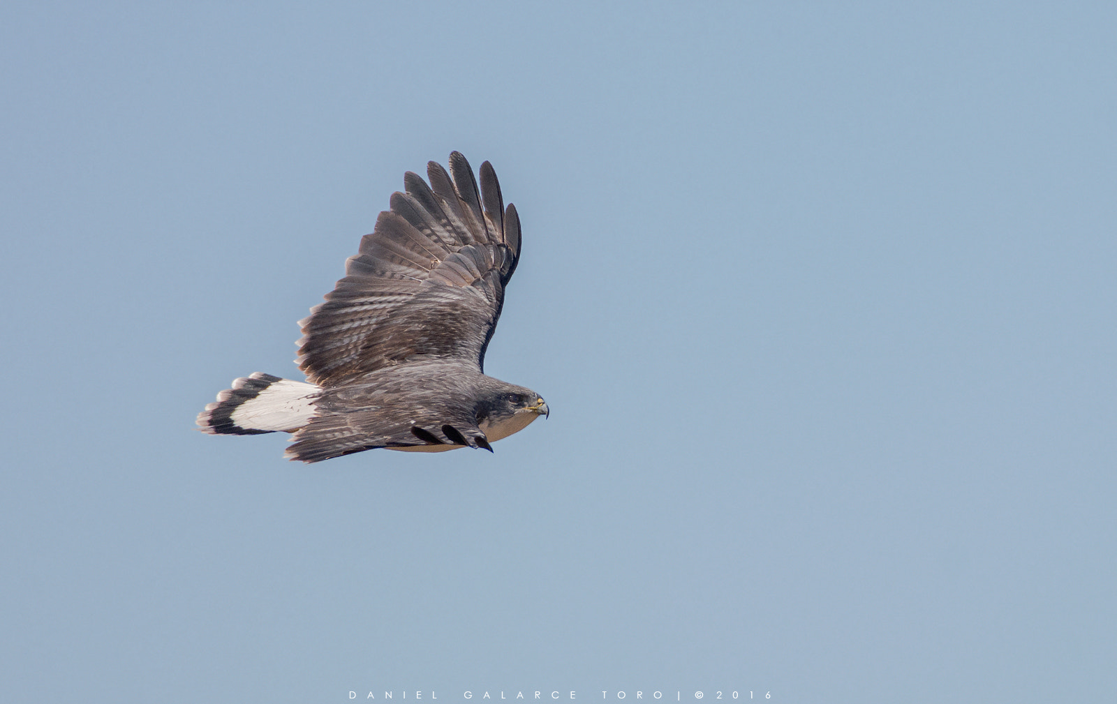 Nikon D7100 sample photo. Aguilucho - variable hawk photography