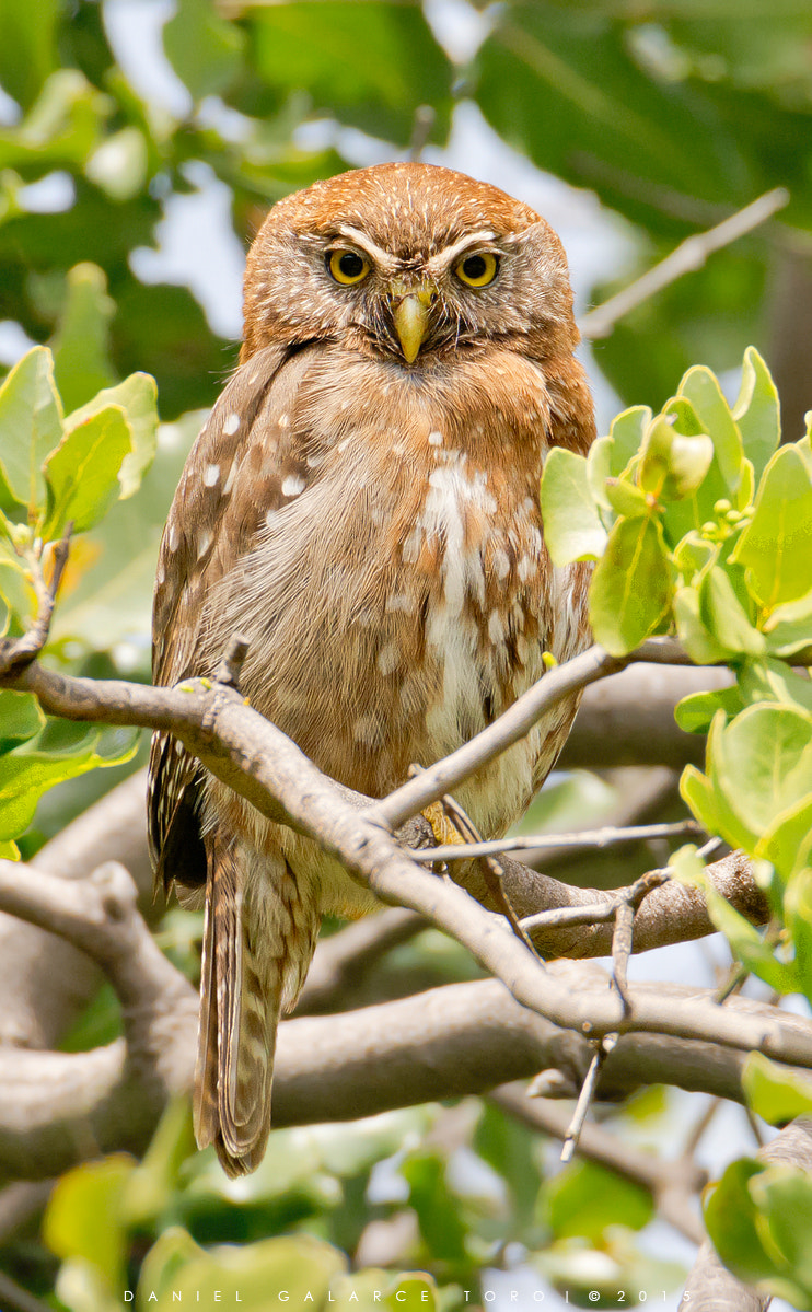 Nikon D7100 sample photo. Chuncho - austral pygmy owl photography