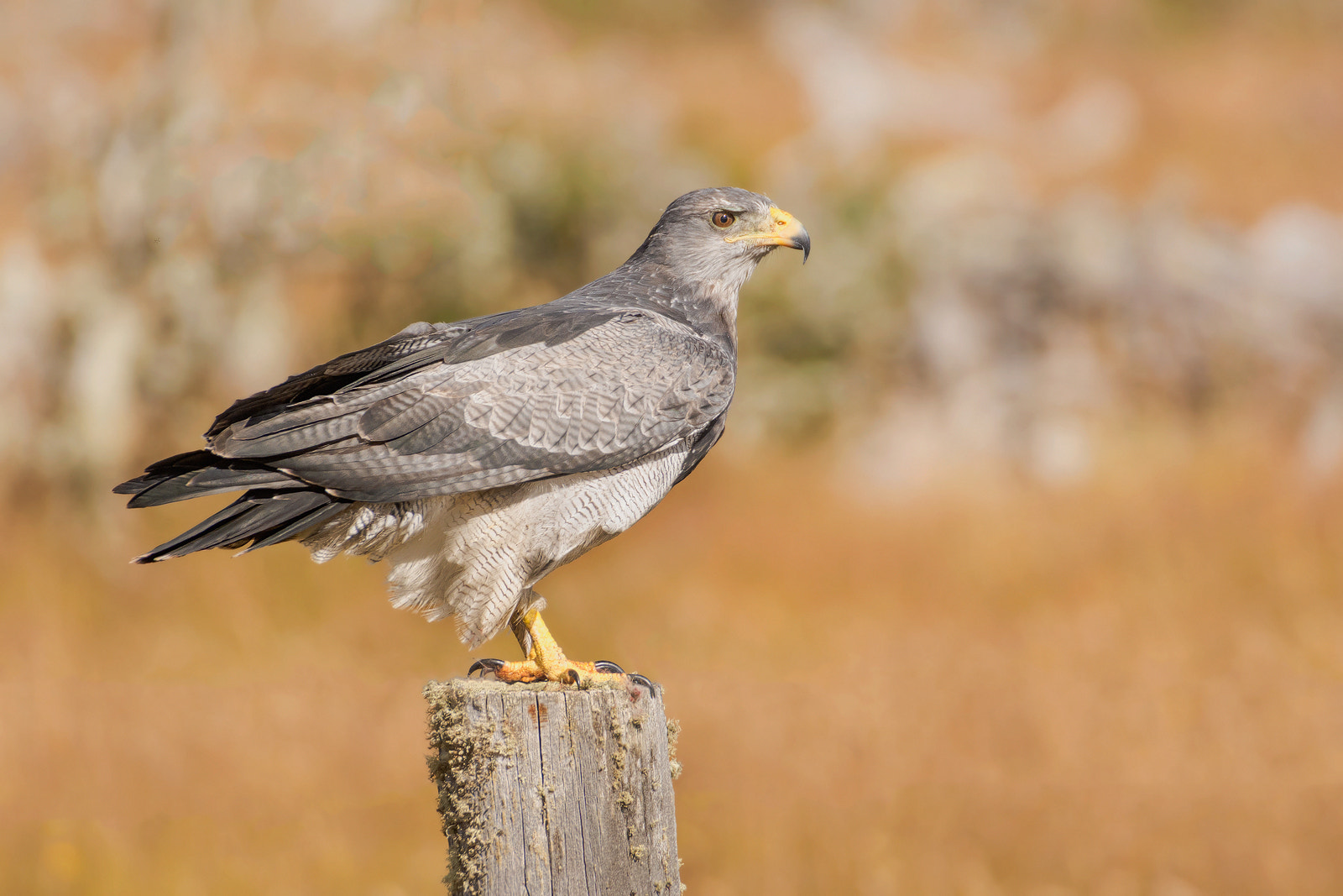 Sigma 50-500mm F4.5-6.3 DG OS HSM sample photo. Aguila mora / black-chested buzzard-eagle photography