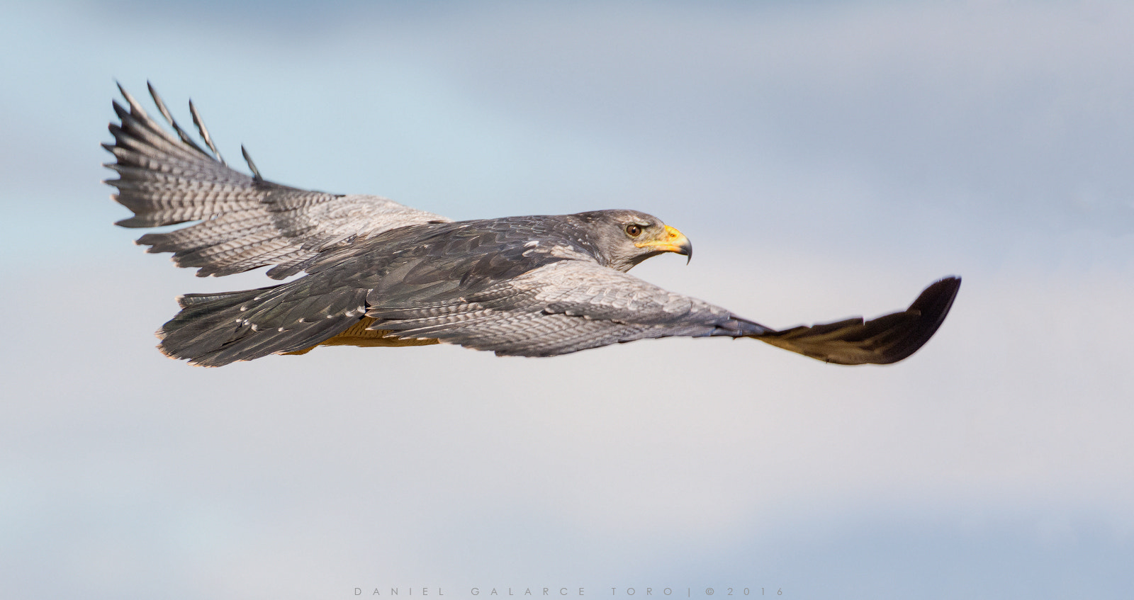 Nikon D7100 sample photo. Aguila mora / black-chested buzzard-eagle photography