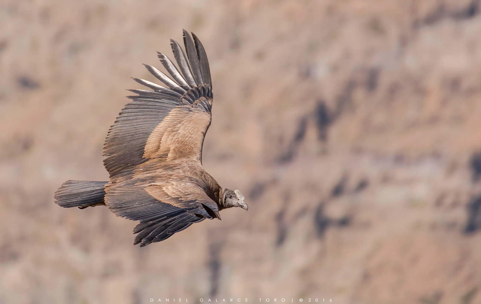 Sigma 50-500mm F4.5-6.3 DG OS HSM sample photo. Andean condor photography