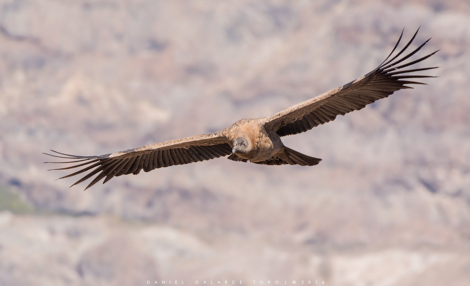 Sigma 50-500mm F4.5-6.3 DG OS HSM sample photo. Andean condor photography