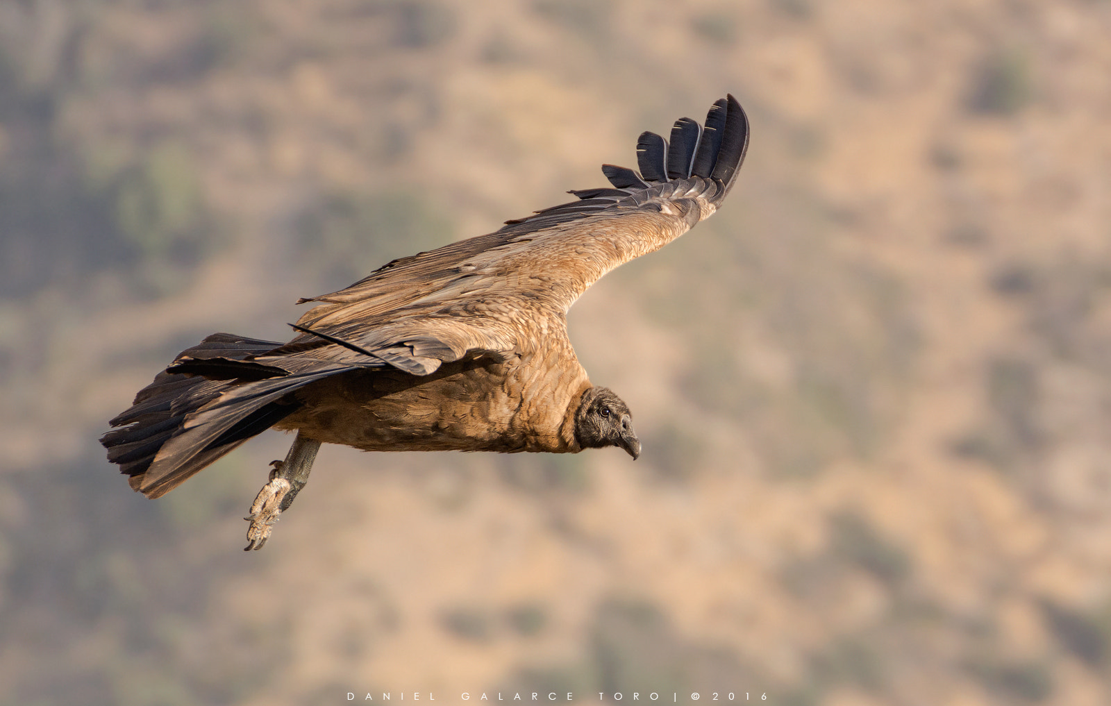 Nikon D7100 sample photo. Andean condor photography