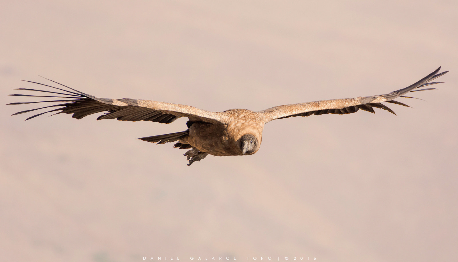 Nikon D7100 sample photo. Andean condor photography