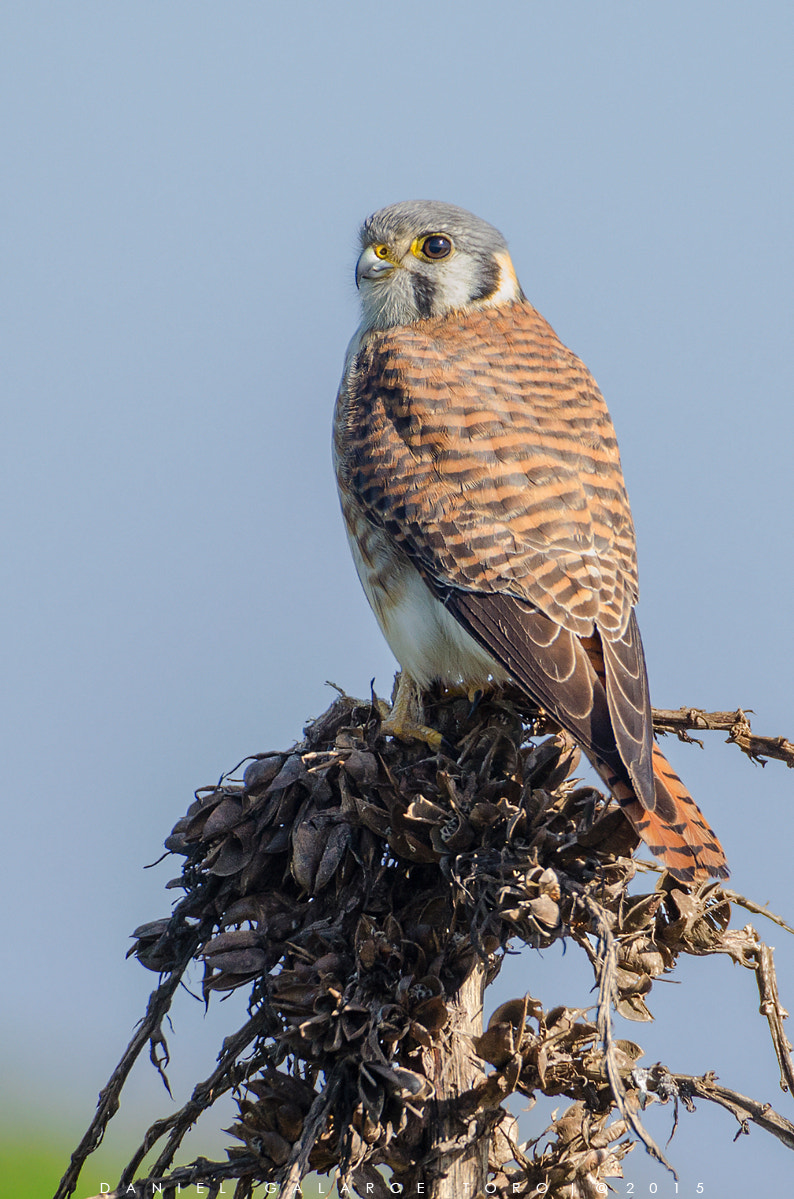 Sigma 50-500mm F4.5-6.3 DG OS HSM sample photo. Cernicalo - common kestrel photography
